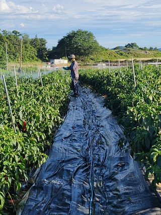 팜블리분매리농윈님의 고추 · 영농일지 작성글 사진