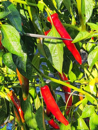 팜블리분매리농윈님의 고추 · 영농일지 작성글 사진