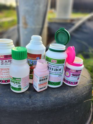 팜블리분매리농윈님의 고추 · 영농일지 작성글 사진