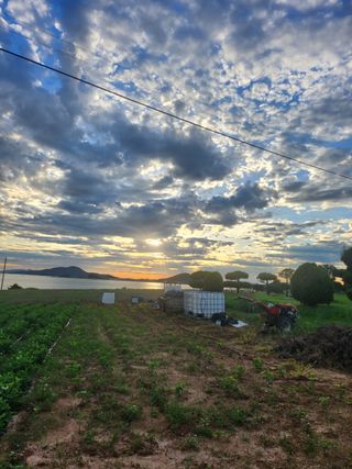 팜블리분매리농윈님의 고추 · 영농일지 작성글 사진