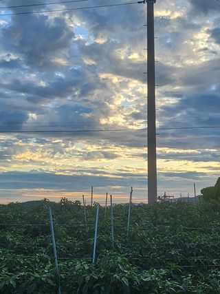 팜블리분매리농윈님의 고추 · 영농일지 작성글 사진