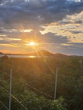 팜블리분매리농윈님의 고추 · 영농일지 작성글 사진