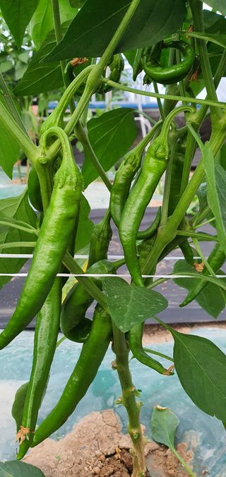 윤농원님의 고추 · 병해충상담 작성글 사진