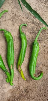 팜모닝 고추·병해충상담 게시글 이미지