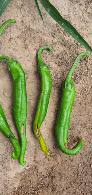 윤농원님의 고추 · 병해충상담 작성글 사진