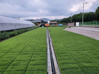 손인순님의 벼 · 병해충상담 작성글 사진