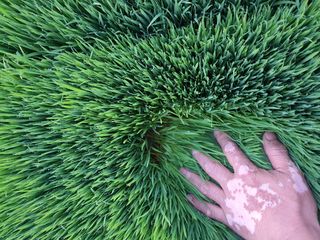 손인순님의 벼 · 병해충상담 작성글 사진