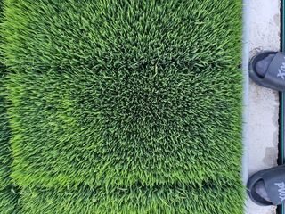 손인순님의 벼 · 병해충상담 작성글 사진