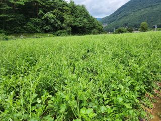팜모닝회원 바이크농원님의 기타작물 · 자유게시판 작성글 사진