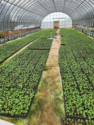 무안최향숙님의 양배추 · 자유게시판 작성글 사진