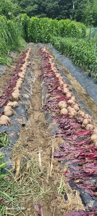 하동써니님의 자유주제 · 자유게시판 작성글 사진