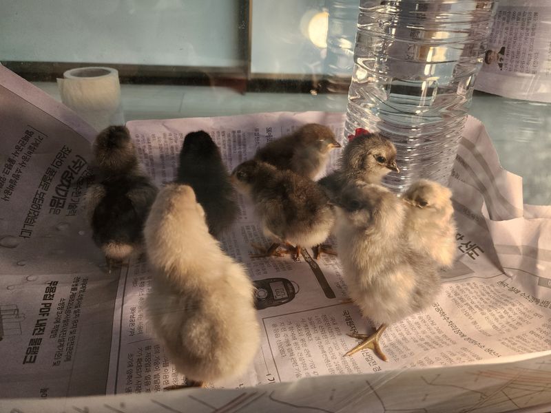 장터 상품 [청계 1주차 마리당 ] 썸네일