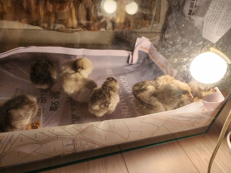 문상욱님의 장터 판매 상품 [청계 1주차 마리당 ] 첨부 사진