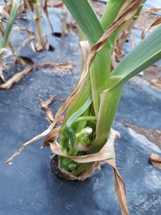 서봉원님의 마늘 · 병해충상담 작성글 사진