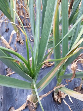 서봉원님의 마늘 · 병해충상담 작성글 사진