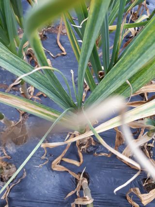 서봉원님의 마늘 · 병해충상담 작성글 사진