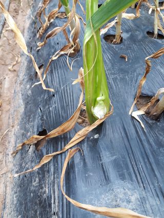 서봉원님의 마늘 · 병해충상담 작성글 사진