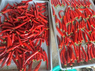 진교님의 고추 · 수확 작성글 사진