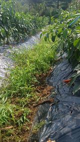 팜모닝 고추·병해충상담 게시글 이미지