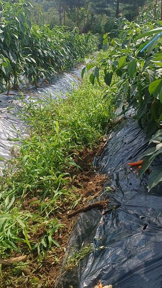 김명중님의 고추 · 병해충상담 작성글 사진