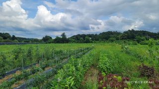 엄성열님의 콩 · 영농일지 작성글 사진