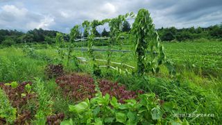 엄성열님의 콩 · 영농일지 작성글 사진