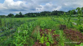 엄성열님의 콩 · 영농일지 작성글 사진