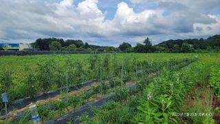 엄성열님의 콩 · 영농일지 작성글 사진