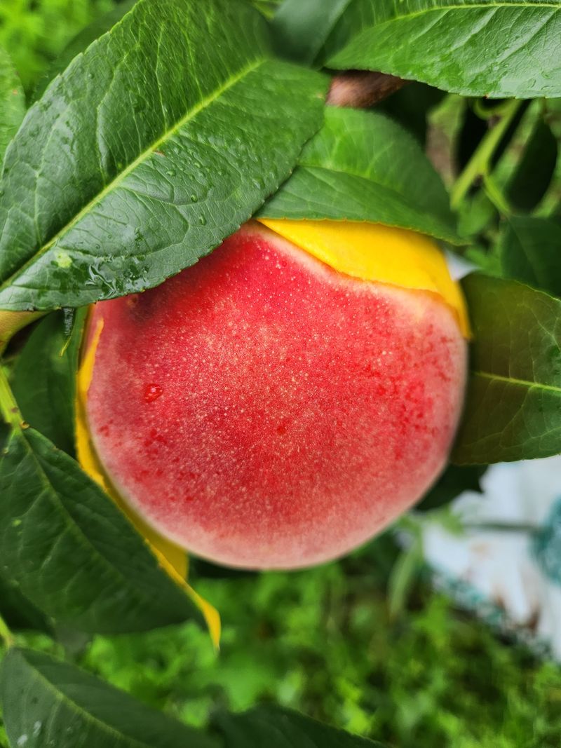 장터 상품 [복숭아  판매 종료] 썸네일