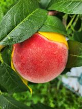 팜모닝 · 게시글 이미지