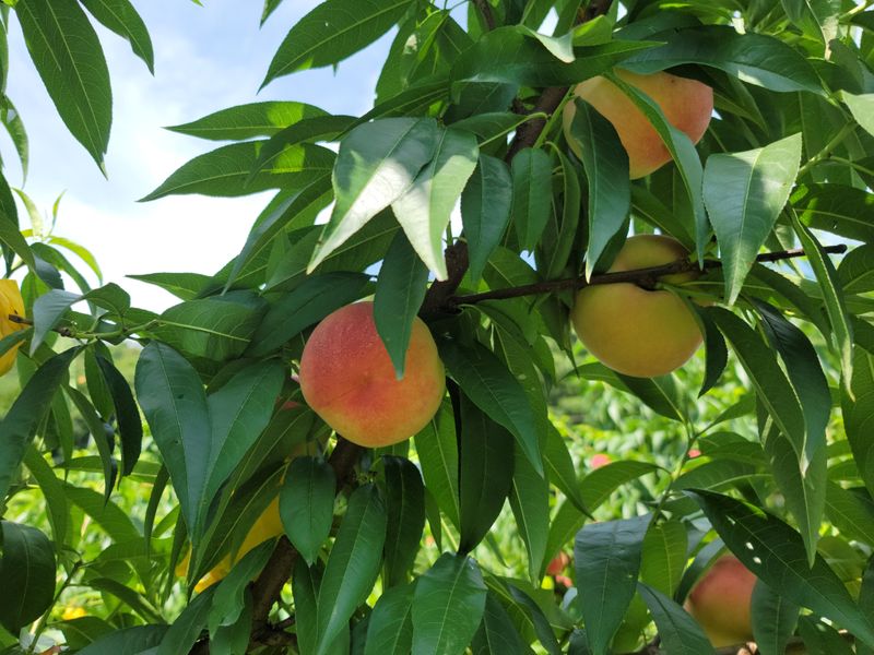 노아님의 장터 판매 상품 [못난이복숭아 4kg(판매완료)] 첨부 사진