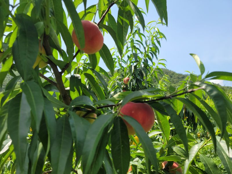노아님의 장터 판매 상품 [못난이복숭아 4kg(판매완료)] 첨부 사진