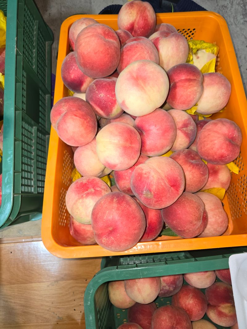 장터 상품 [못난이복숭아 4kg(판매완료)] 썸네일