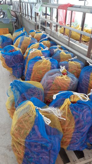 송광만님의 고추 · 수확 작성글 사진