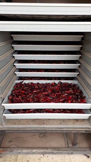 송광만님의 고추 · 수확 작성글 사진