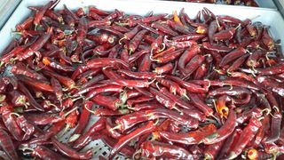 송광만님의 고추 · 수확 작성글 사진