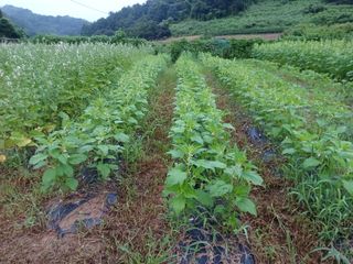 오영도님의 참깨 · 자유게시판 작성글 사진