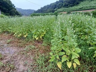 오영도님의 참깨 · 자유게시판 작성글 사진