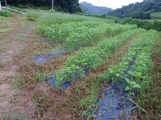 오영도님의 참깨 · 자유게시판 작성글 사진