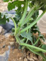 팜모닝 고추·병해충상담 게시글 이미지