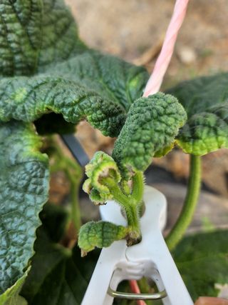 시지노인님의 고추 · 병해충상담 작성글 사진