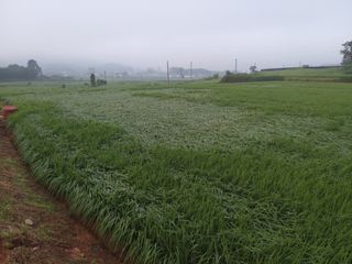 광개토대왕님의 벼 · 자유게시판 작성글 사진