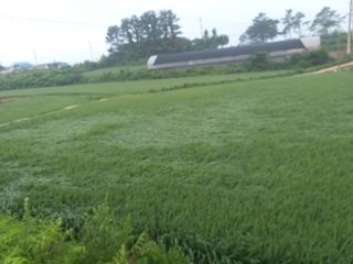 광개토대왕님의 벼 · 자유게시판 작성글 사진