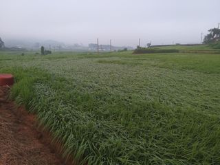 광개토대왕님의 벼 · 자유게시판 작성글 사진