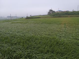 광개토대왕님의 벼 · 자유게시판 작성글 사진