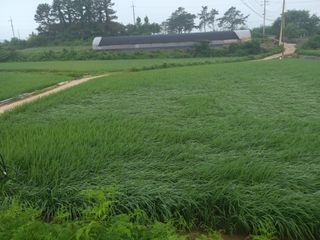 광개토대왕님의 벼 · 자유게시판 작성글 사진