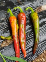 팜모닝 고추·병해충상담 게시글 이미지