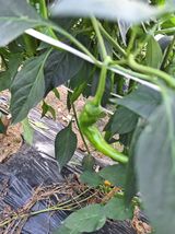 팜모닝 고추·병해충상담 게시글 이미지