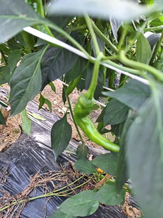 김문준님의 고추 · 병해충상담 작성글 사진