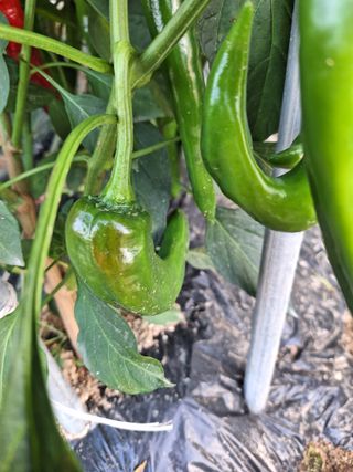 김문준님의 고추 · 병해충상담 작성글 사진